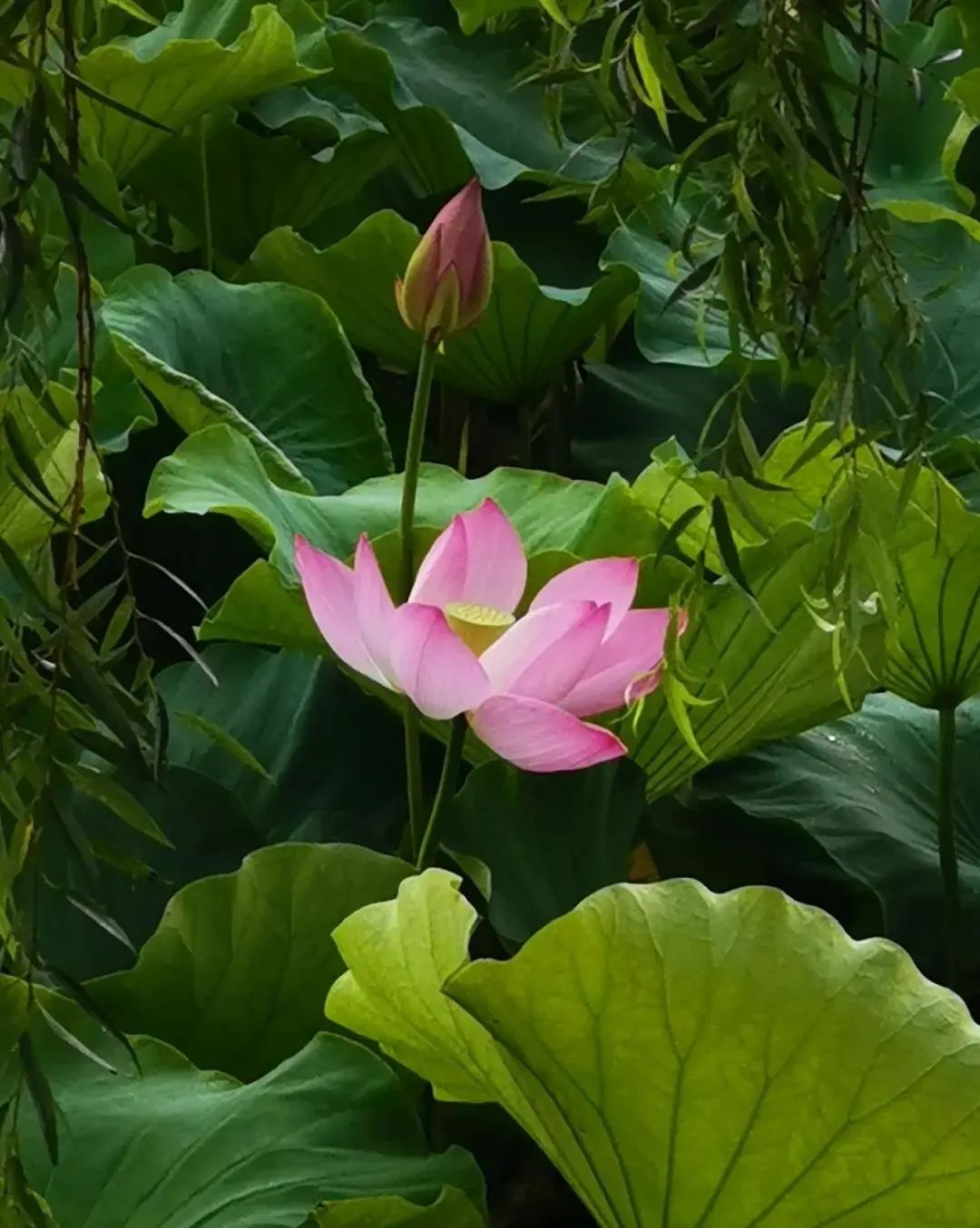 春城晚报(微信)