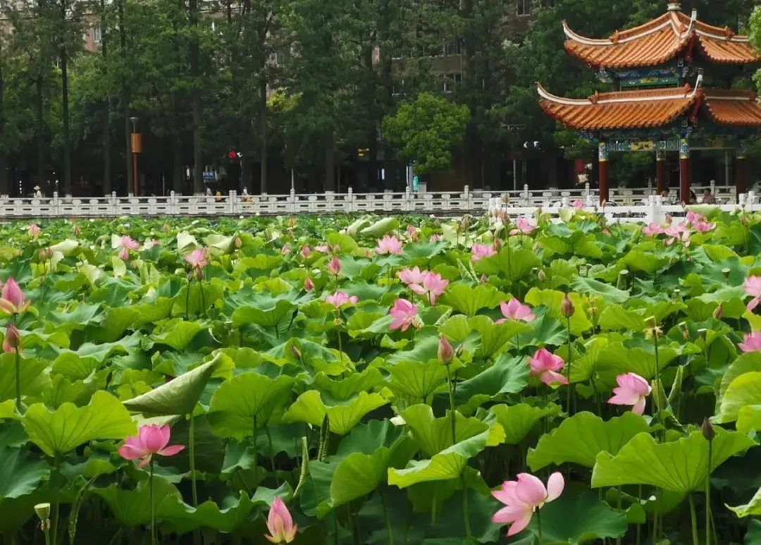 春城晚报(微信)