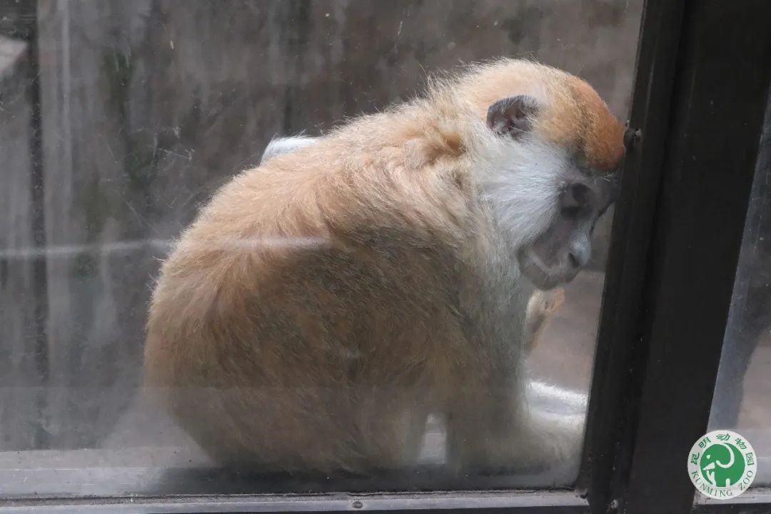 昆明动物园