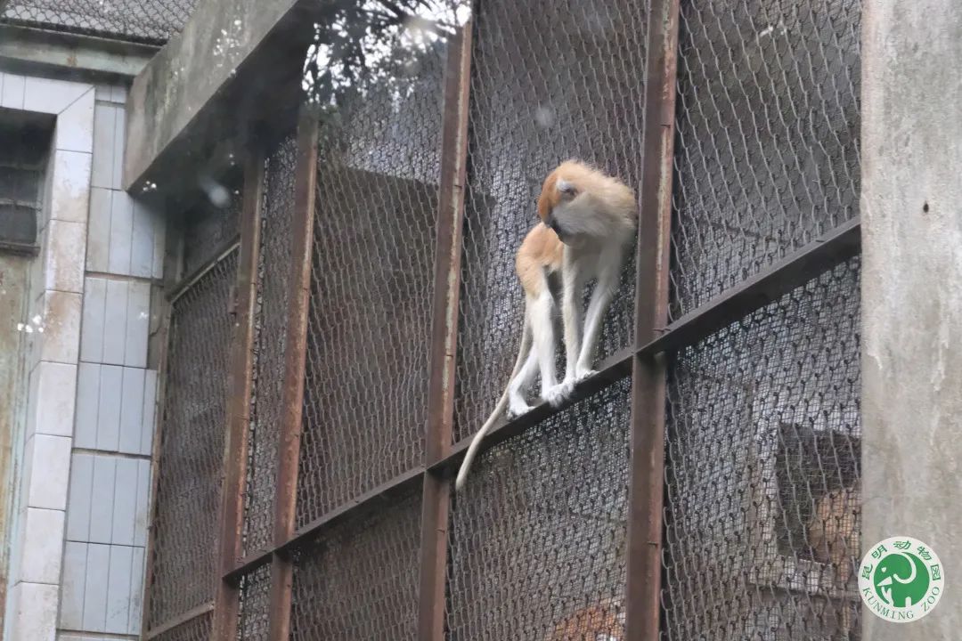 昆明动物园