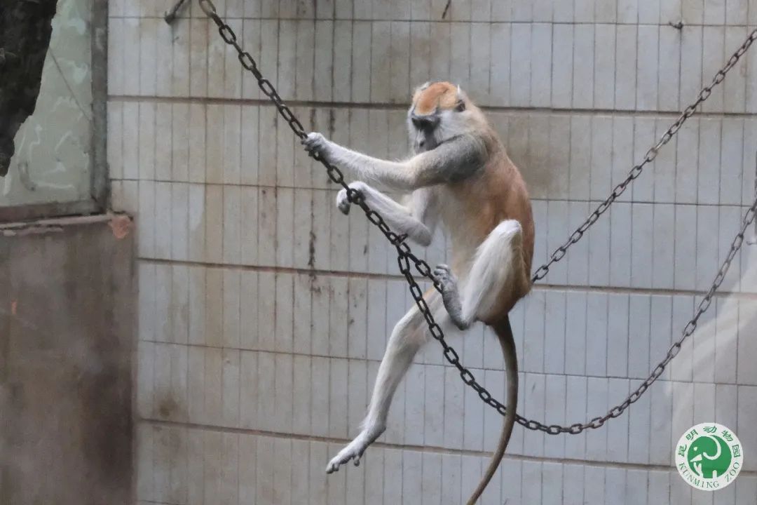 昆明动物园