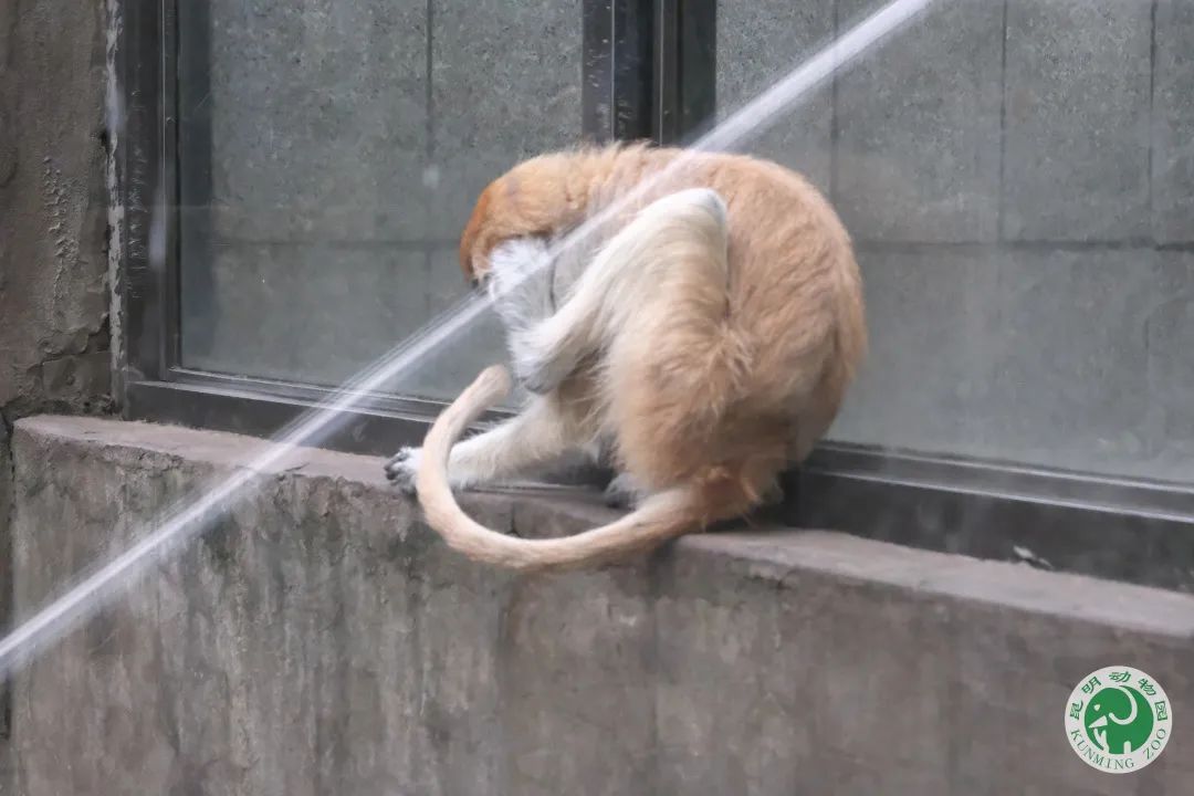 昆明动物园