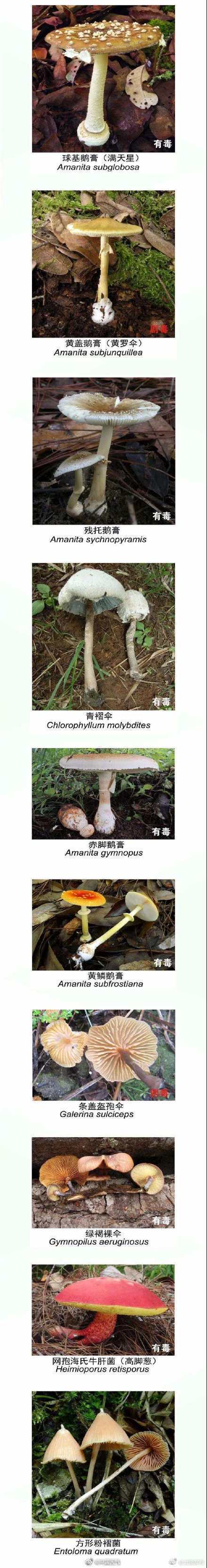 “云南发布”微博