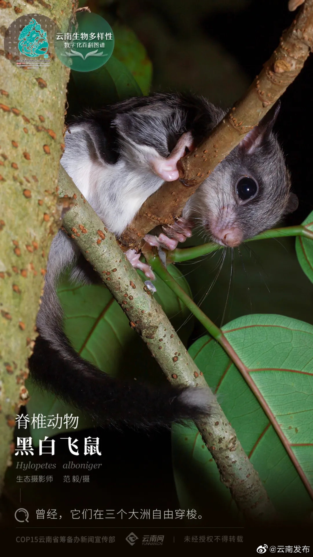 脊椎动物·黑白飞鼠：曾经，它们在三个大洲自由穿梭