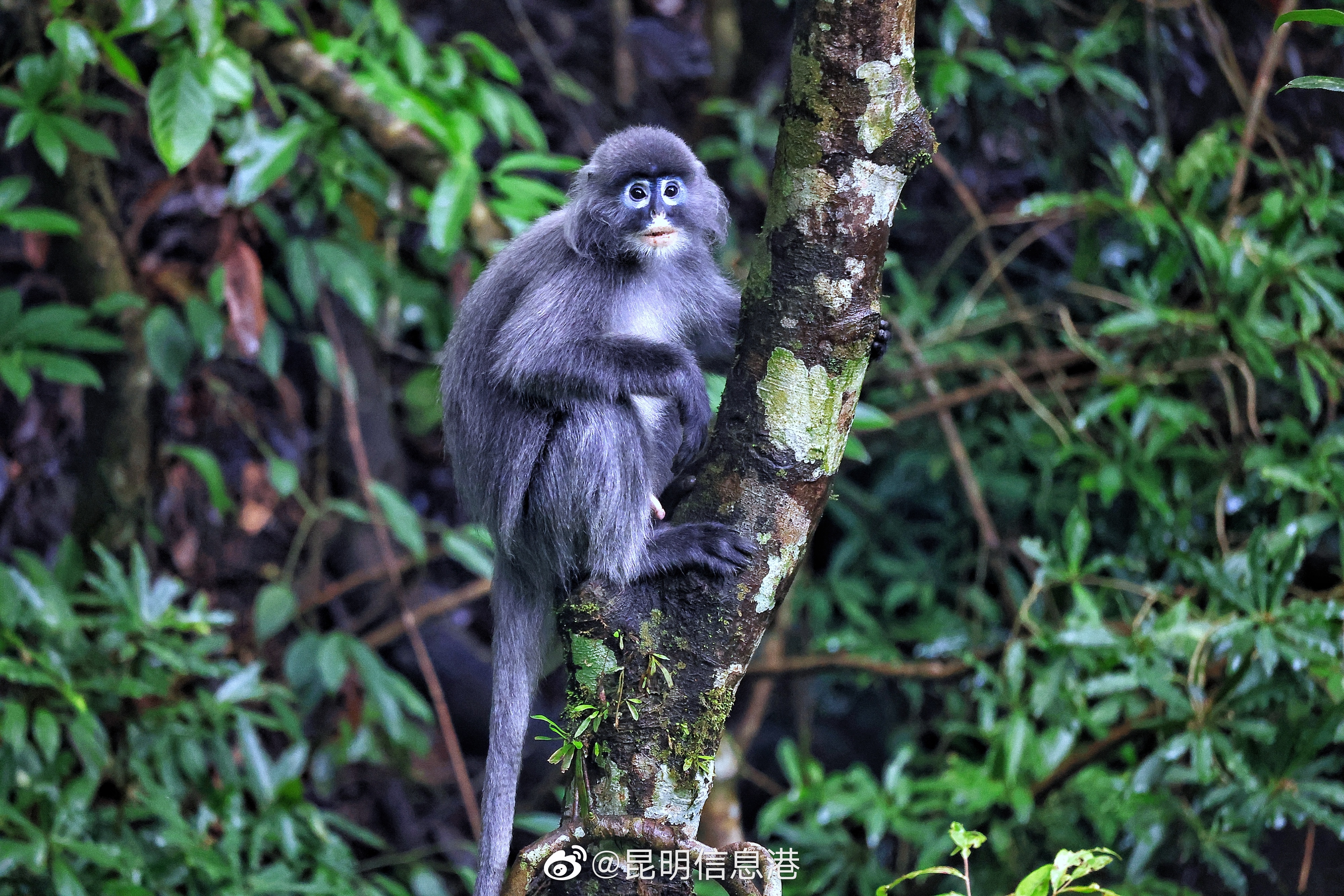 昆明信息港微博