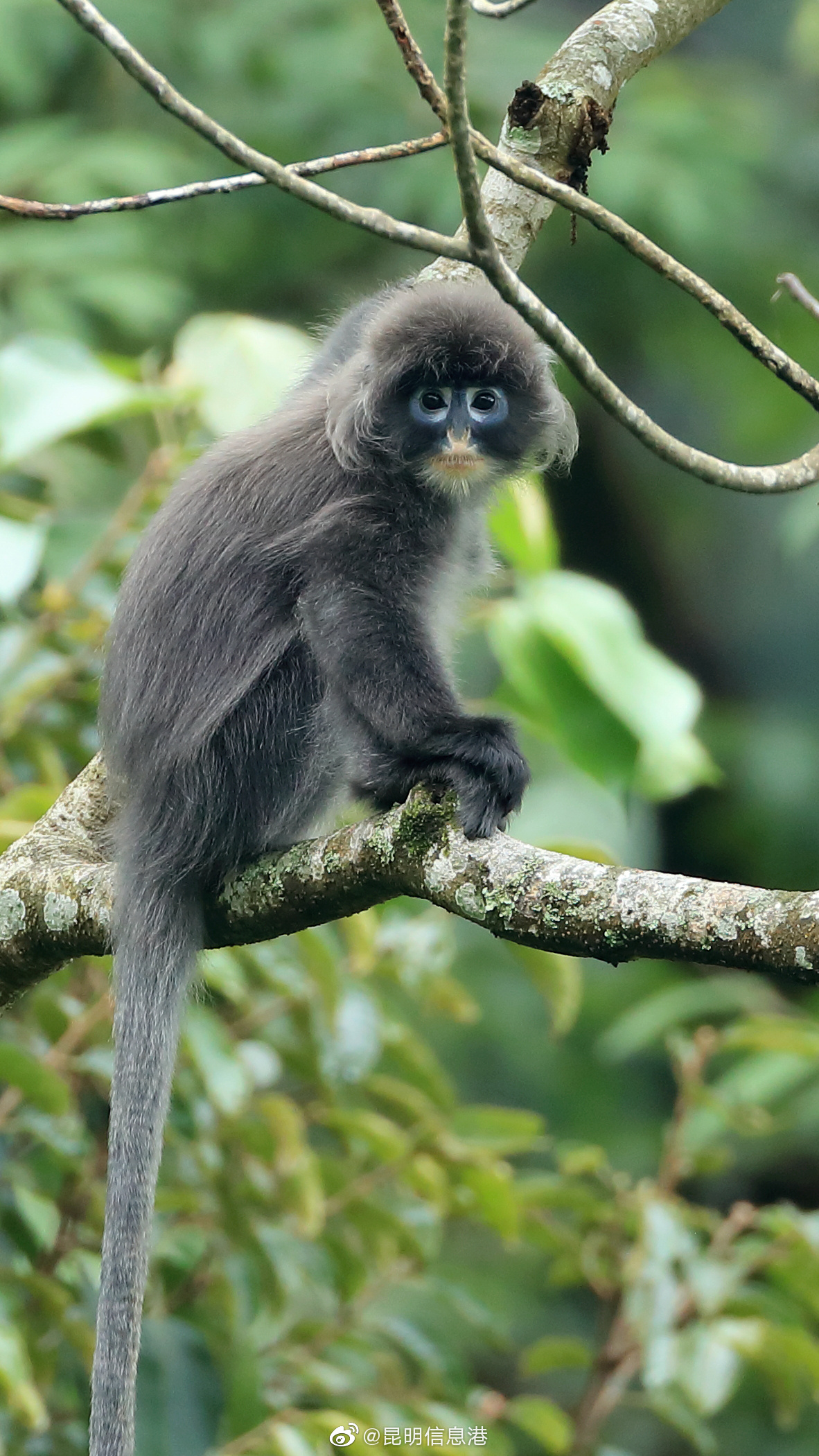 昆明信息港微博
