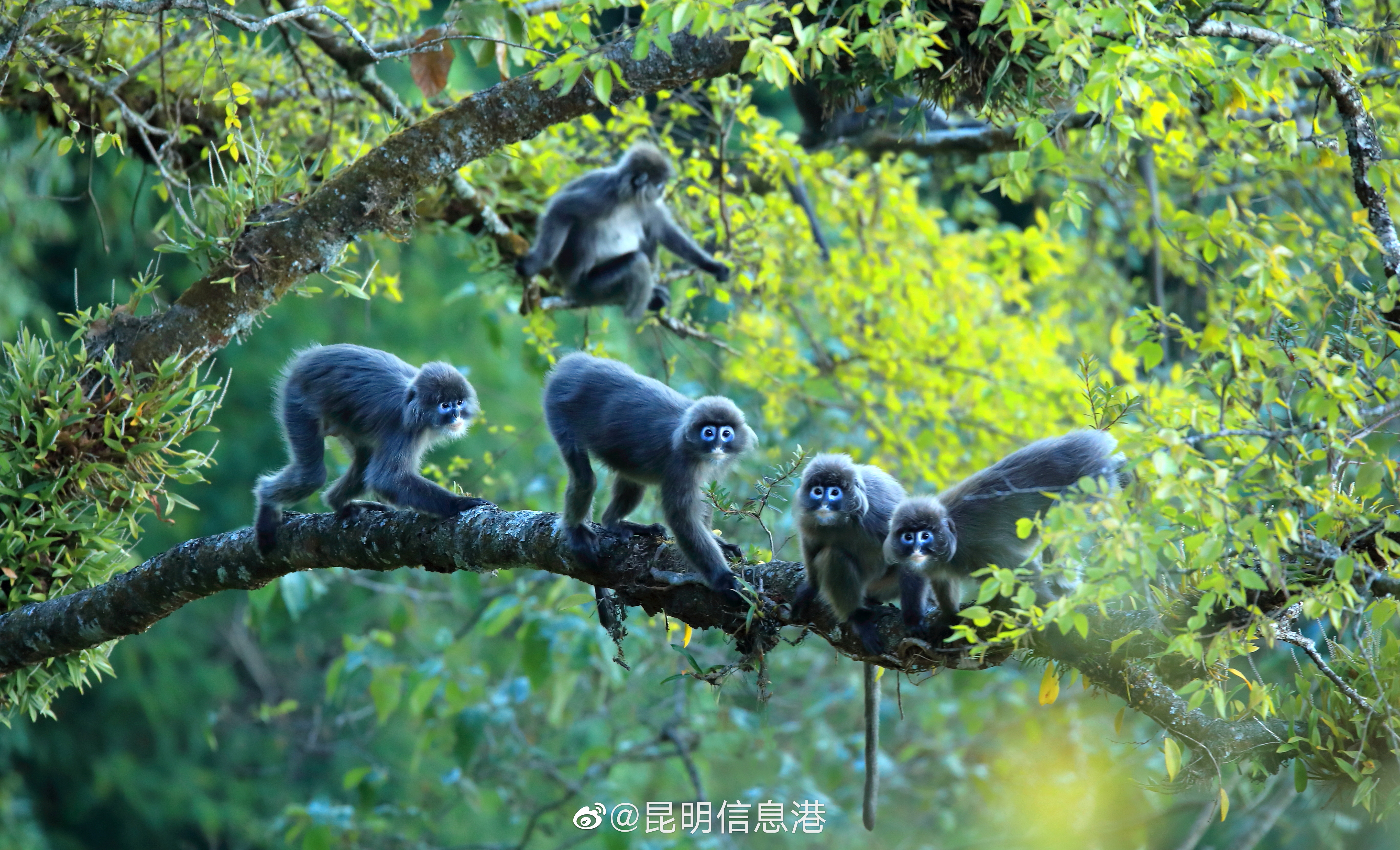 昆明信息港微博