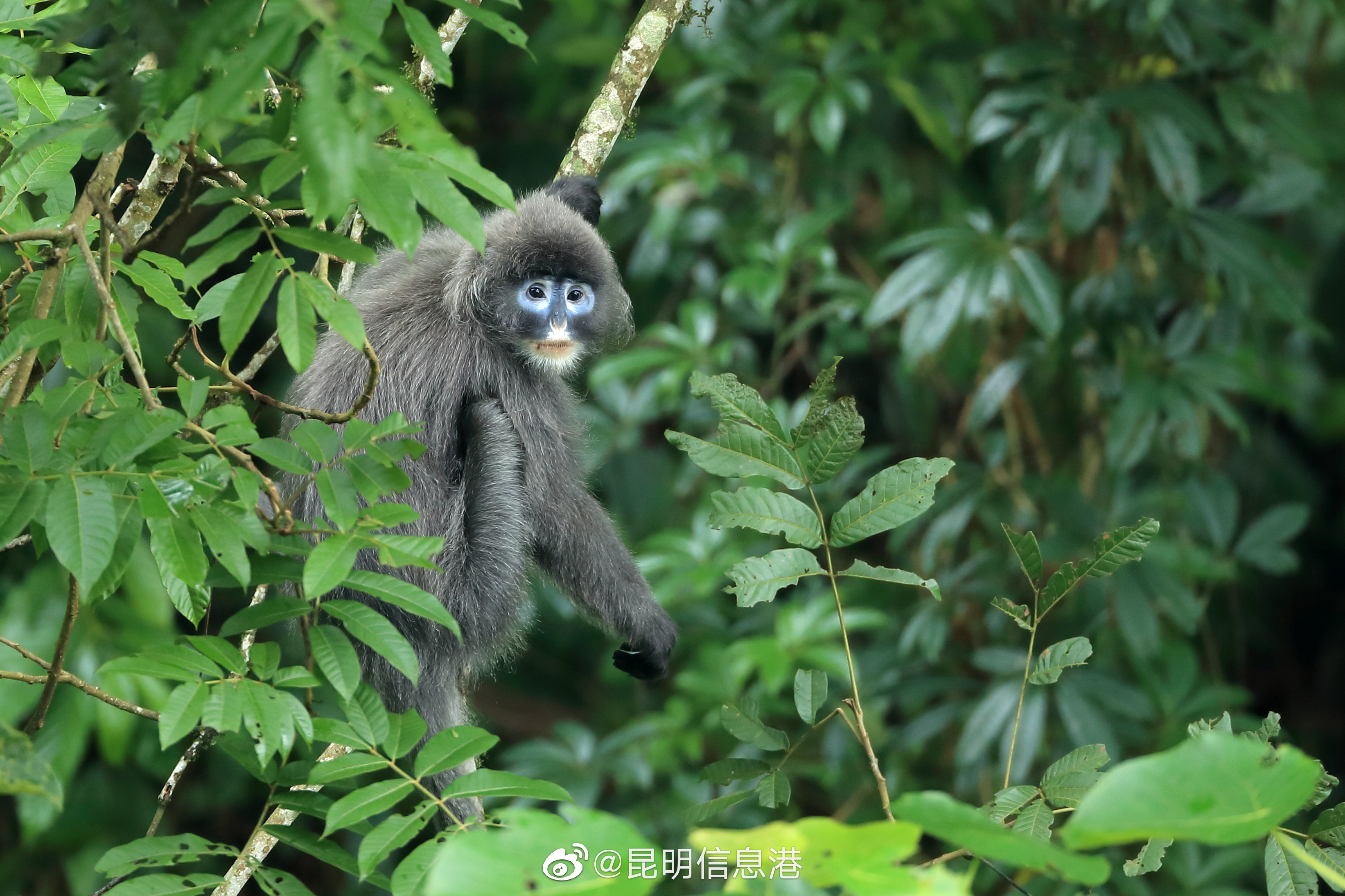 昆明信息港微博