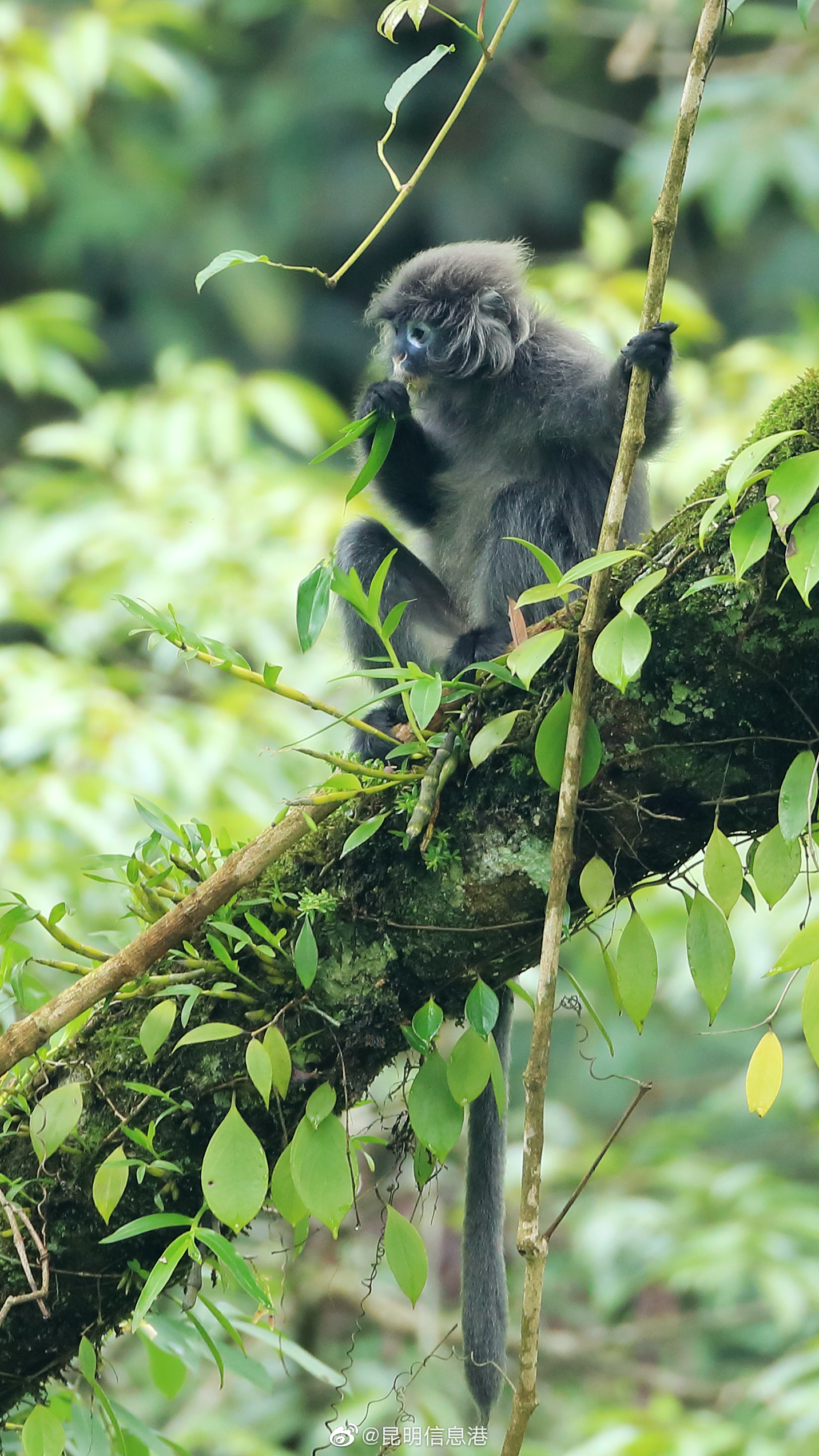 昆明信息港微博