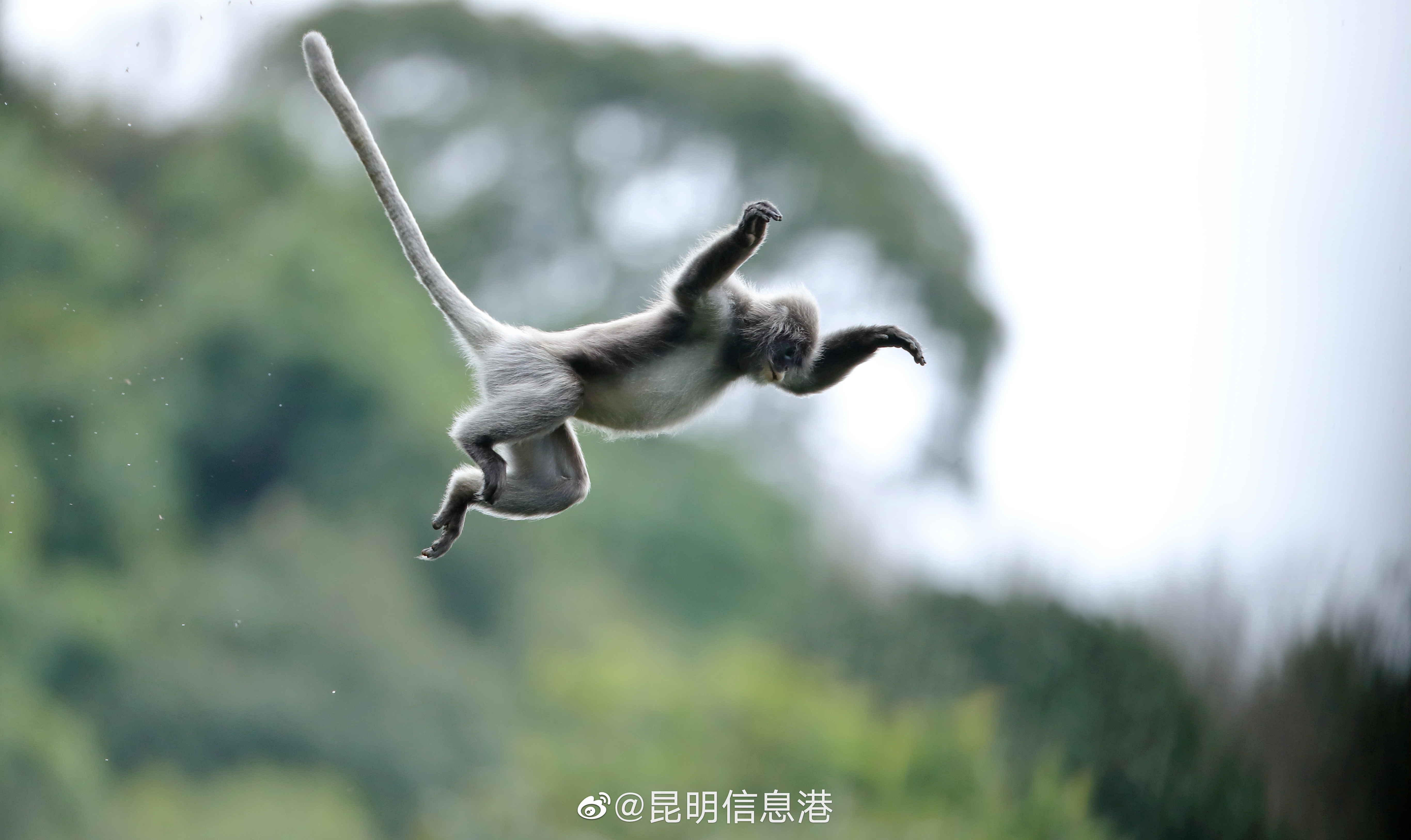 昆明信息港微博