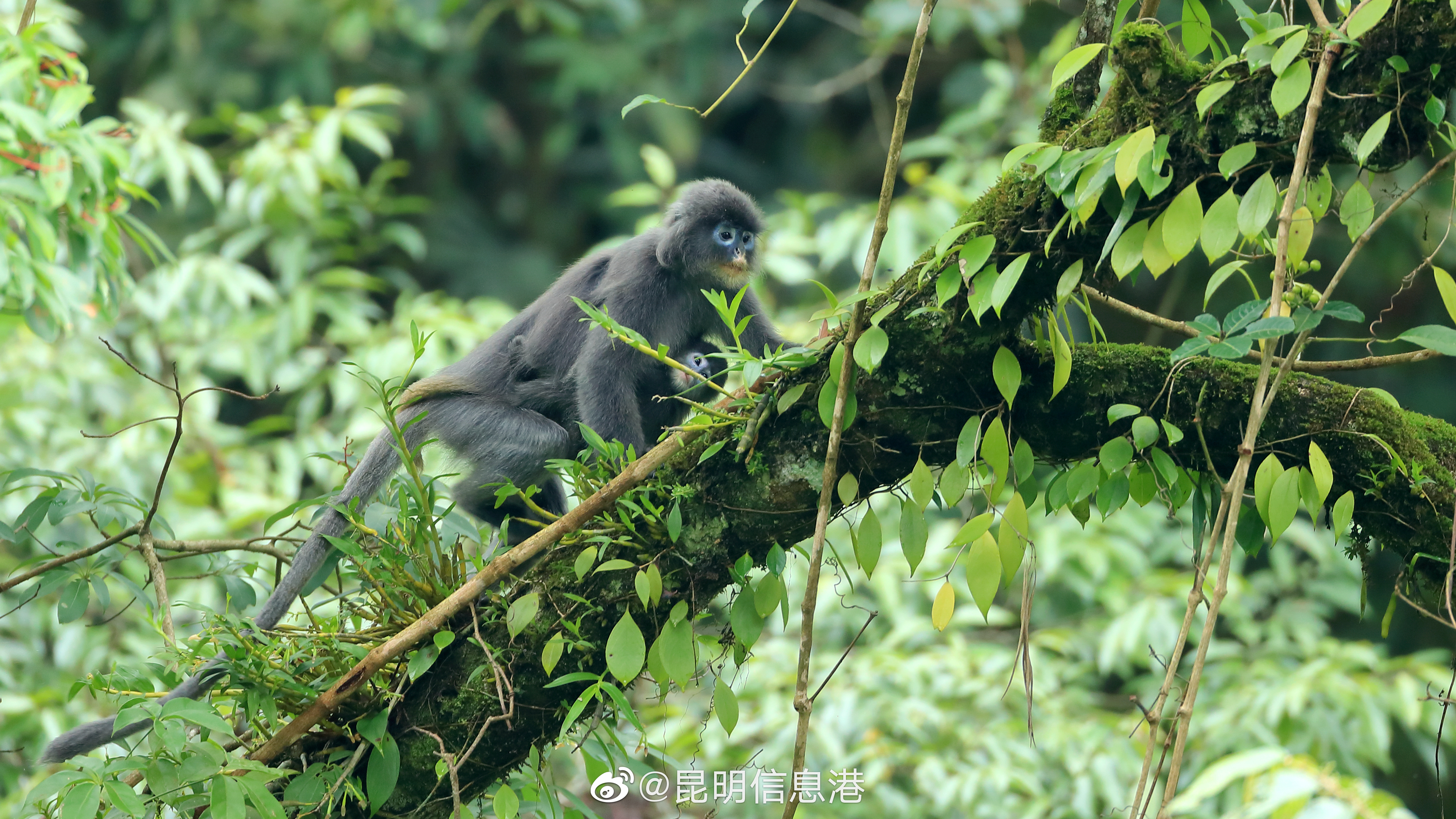 昆明信息港微博
