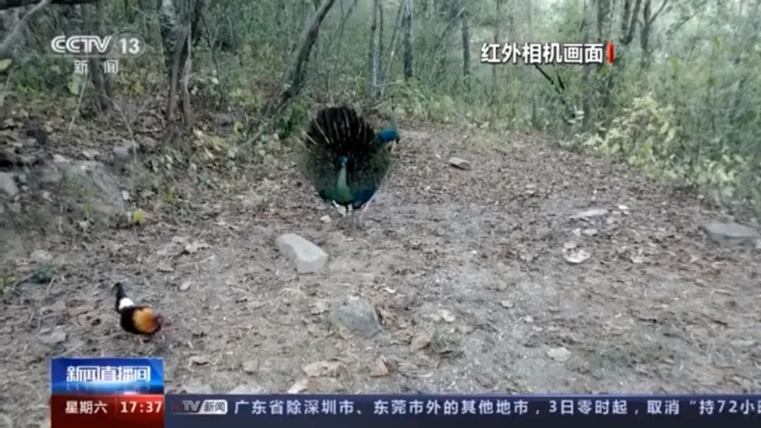 春城晚报(微信)