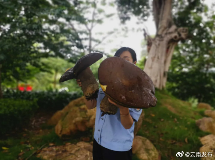 “云南发布”微博