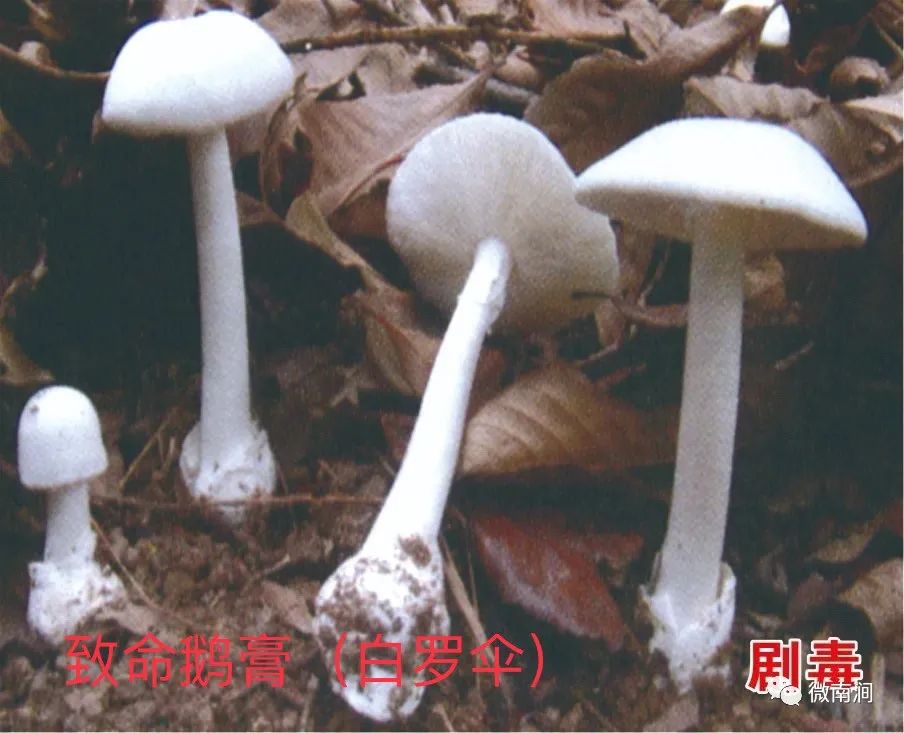 健康腾冲