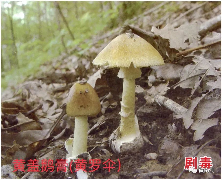 健康腾冲