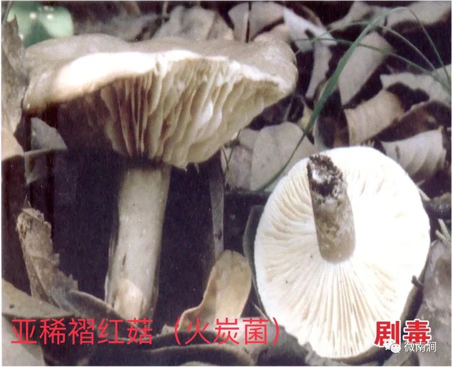 健康腾冲