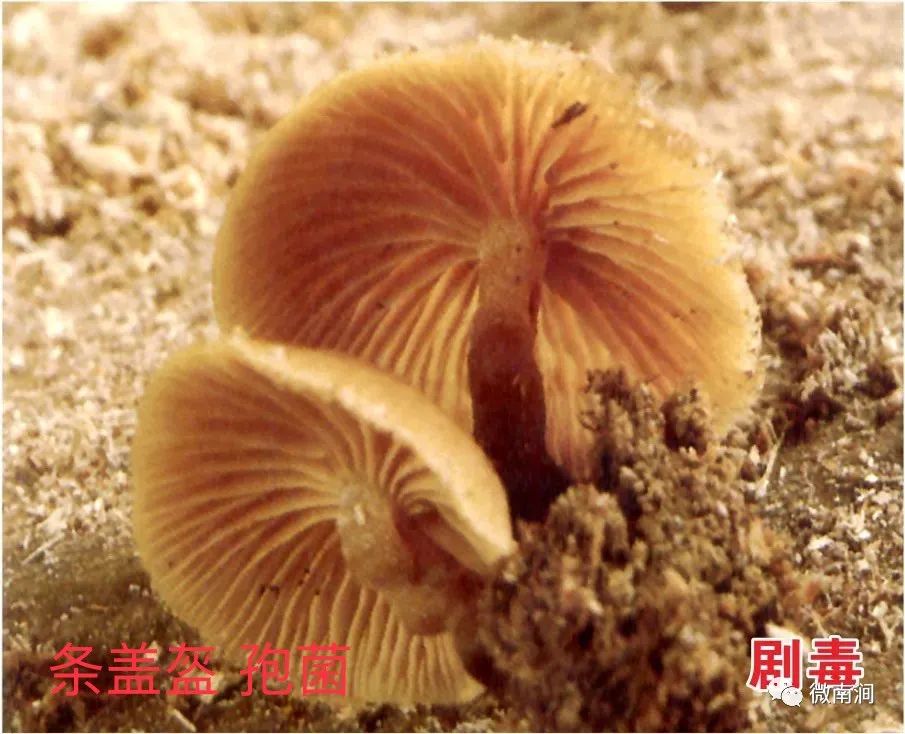 健康腾冲