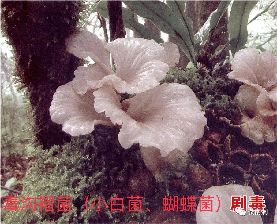 健康腾冲