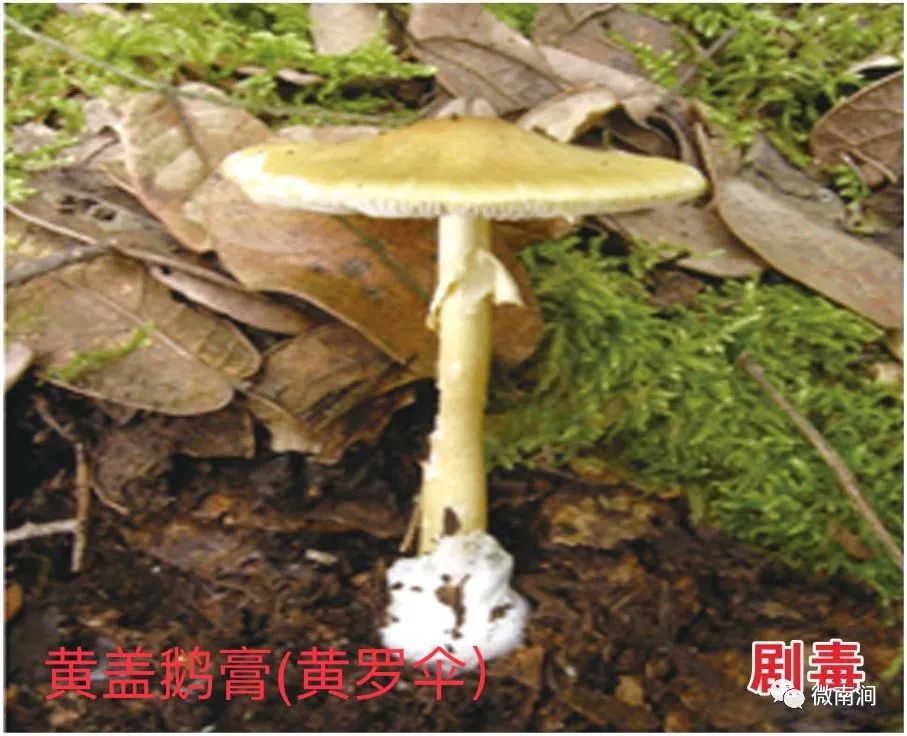 健康腾冲