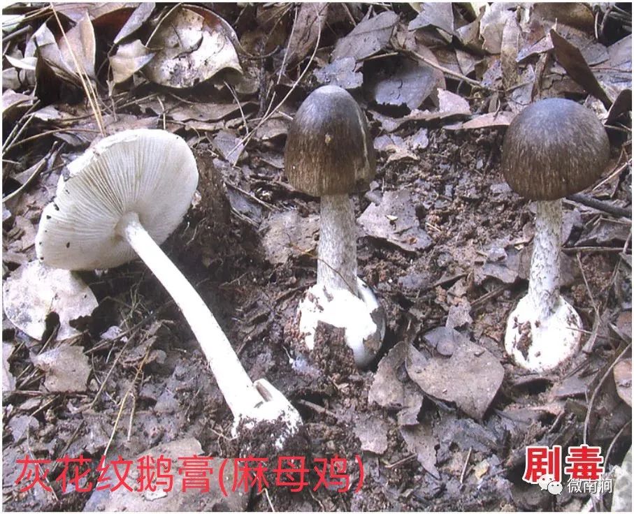 健康腾冲