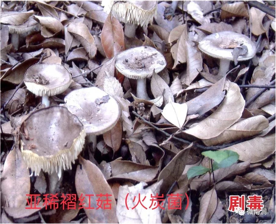 健康腾冲