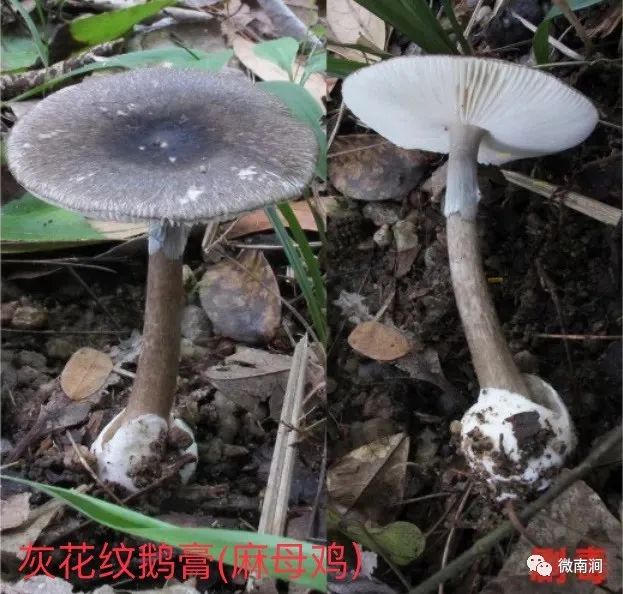 健康腾冲