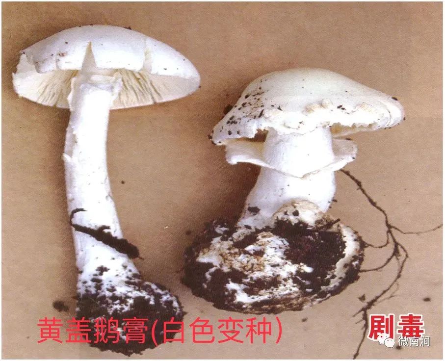 健康腾冲