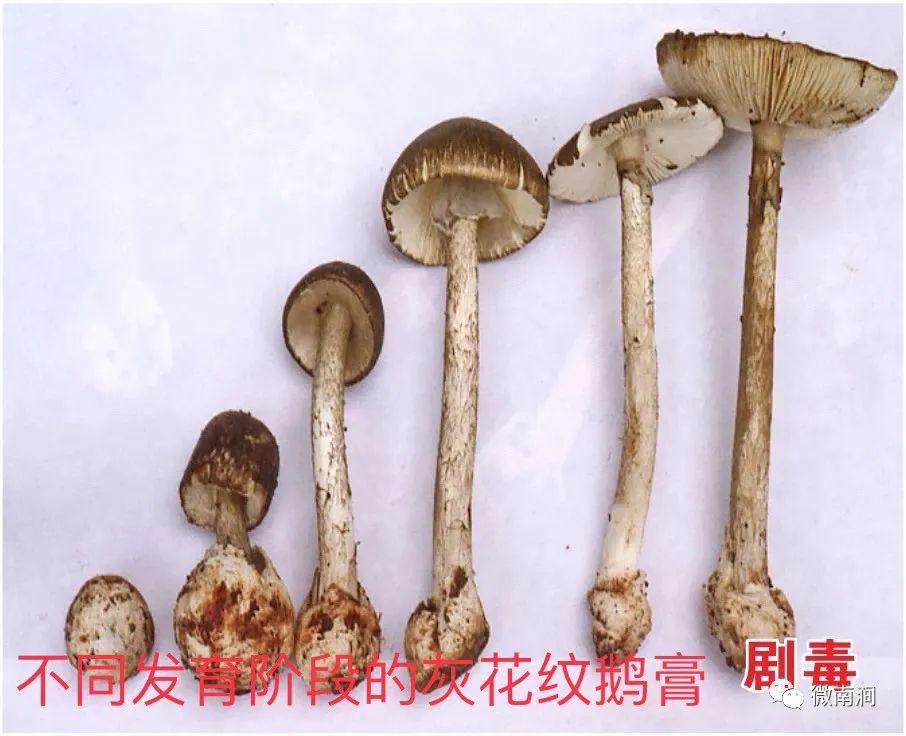 健康腾冲