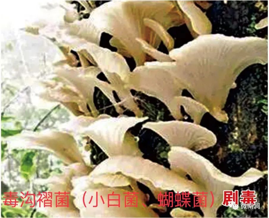 健康腾冲