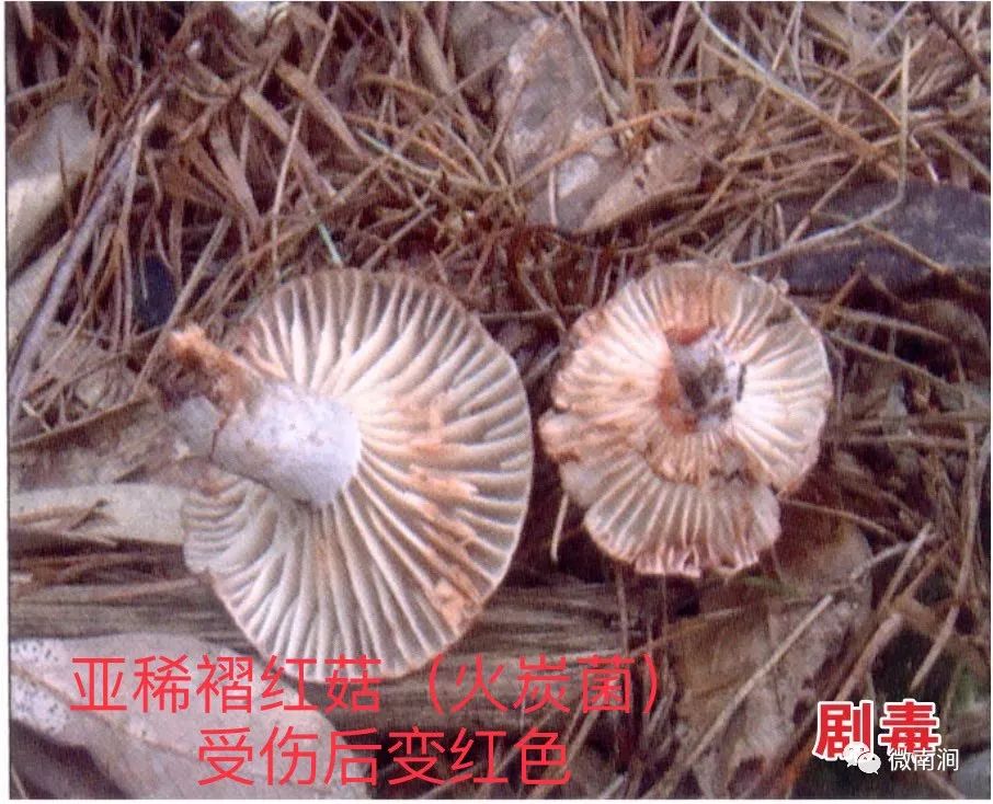 健康腾冲