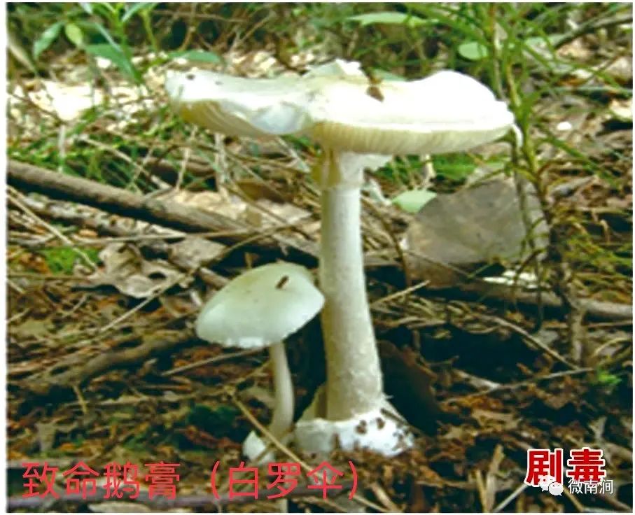 健康腾冲