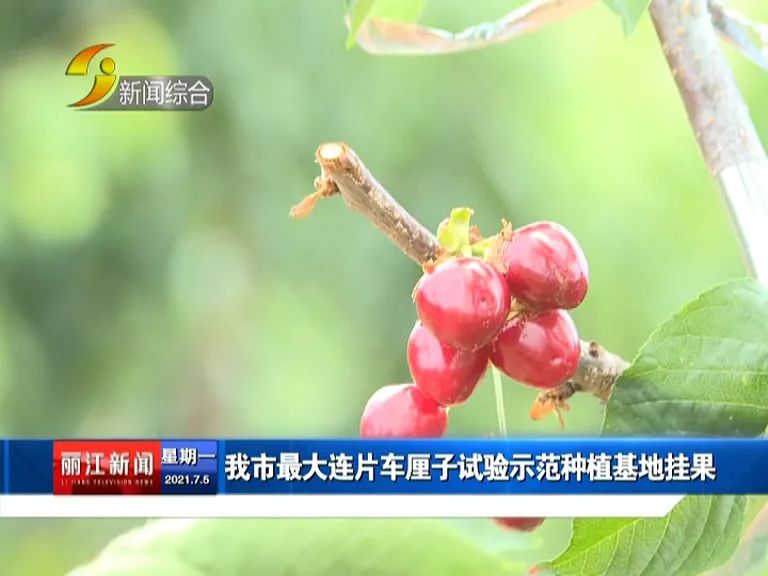 丽江新闻(微信)