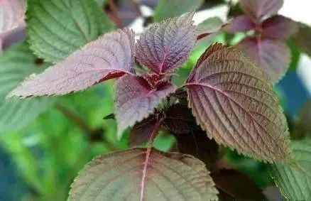 云南中医药大学第二附属医院(微信)