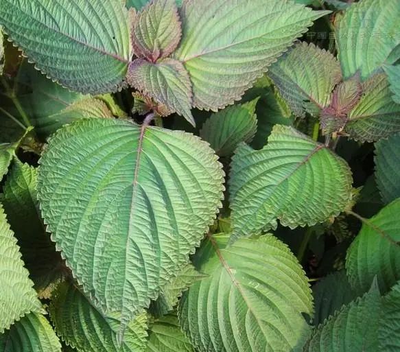 云南中医药大学第二附属医院(微信)