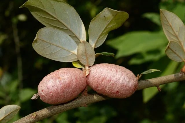 春城晚报(微信)