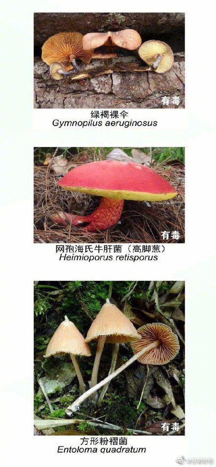 “嵩明发布”微博
