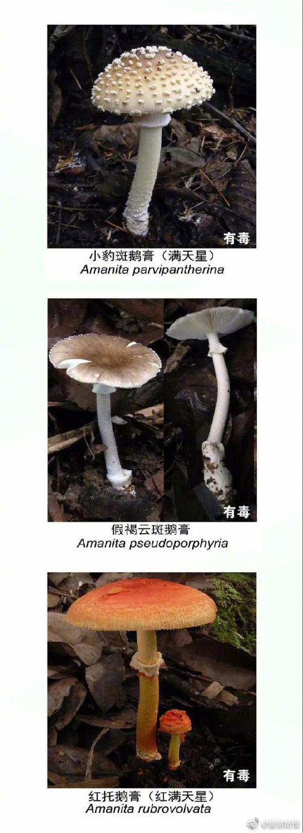 “嵩明发布”微博