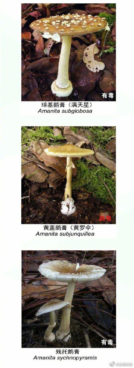 “嵩明发布”微博