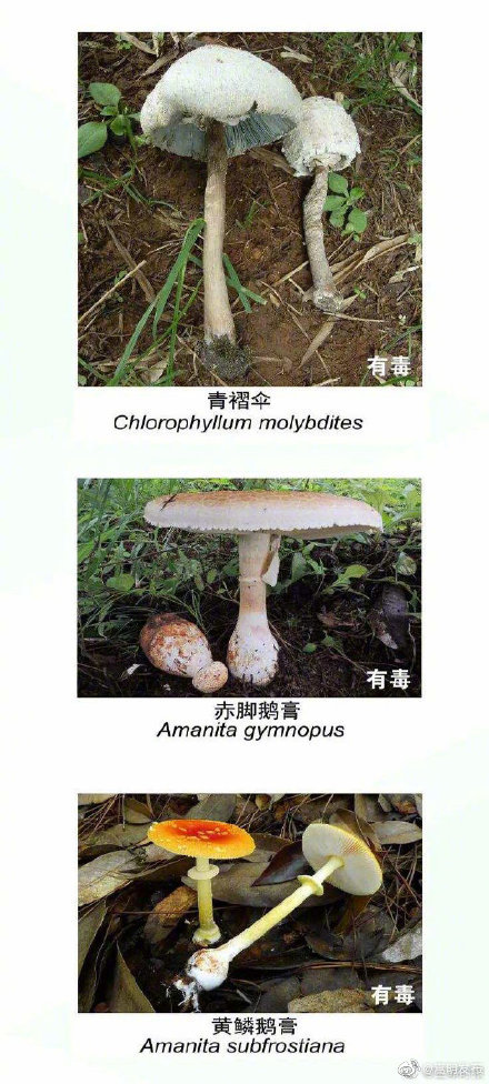 “嵩明发布”微博
