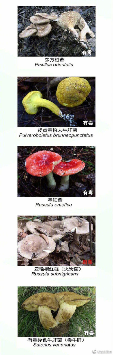 “嵩明发布”微博