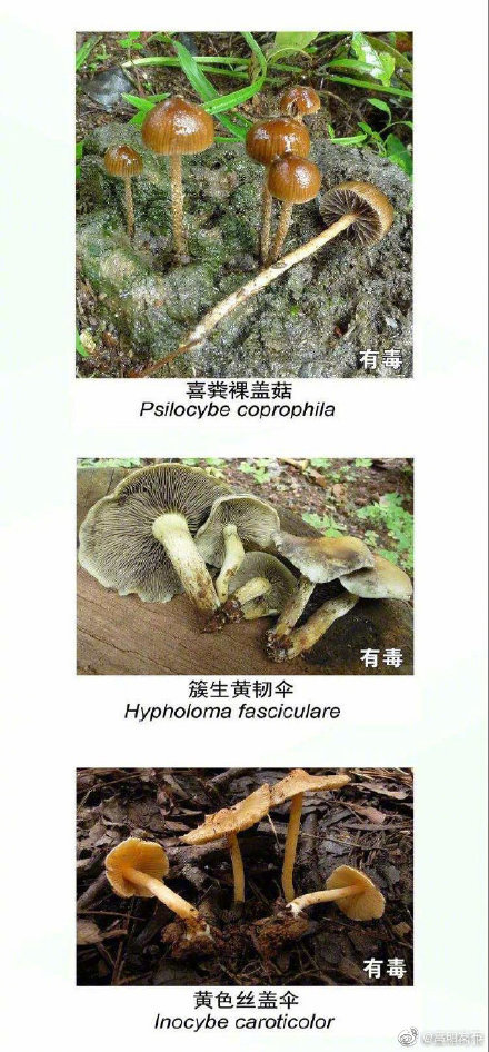 “嵩明发布”微博