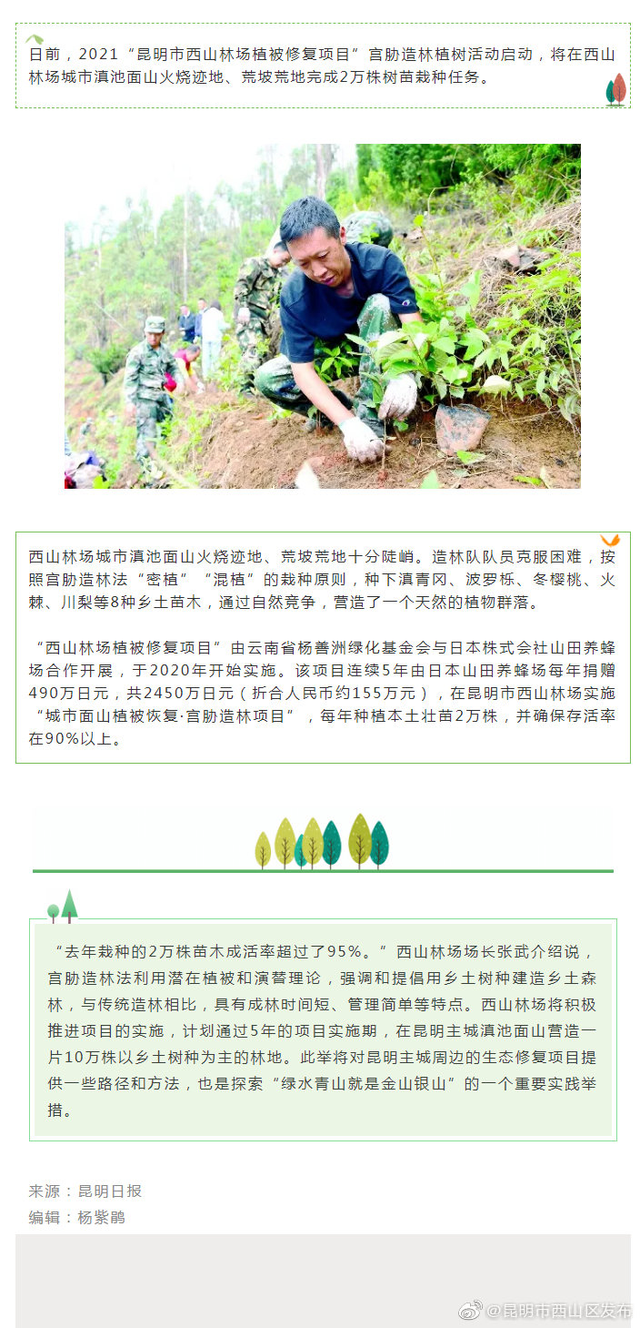 5年种树10万棵 “宫胁造林法”助西山林场城市面山复绿