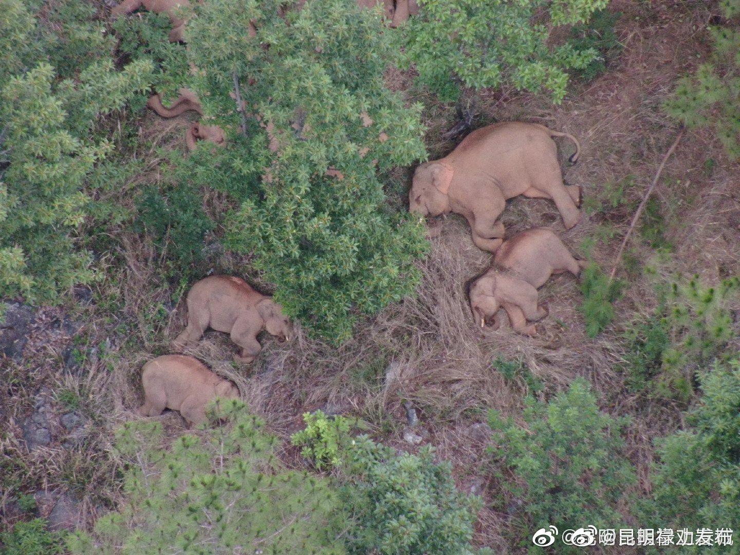 “昆明禄劝发布”微博