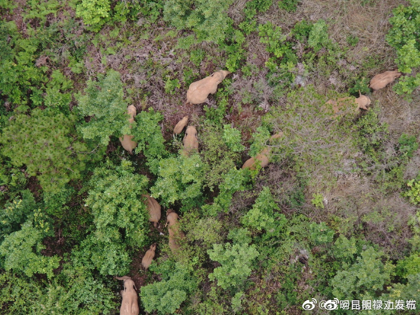 “昆明禄劝发布”微博