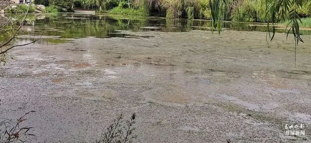 春城晚报(微信)