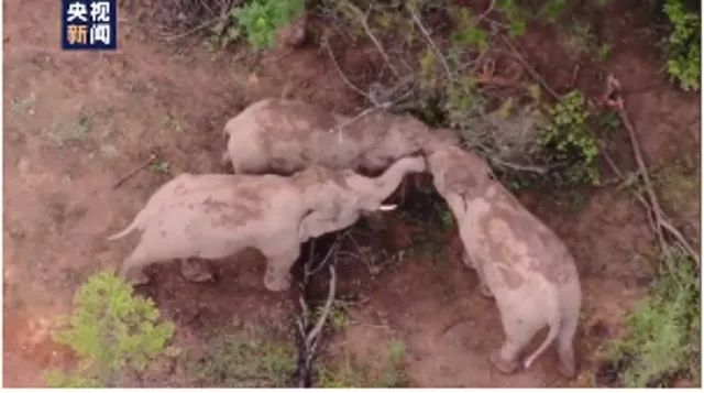 春城晚报(微信)