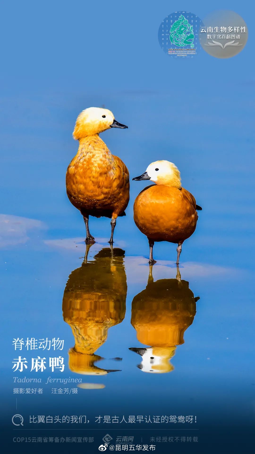 脊椎动物·赤麻鸭：比翼白头的我们，才是古人最早认证的鸳鸯呀！