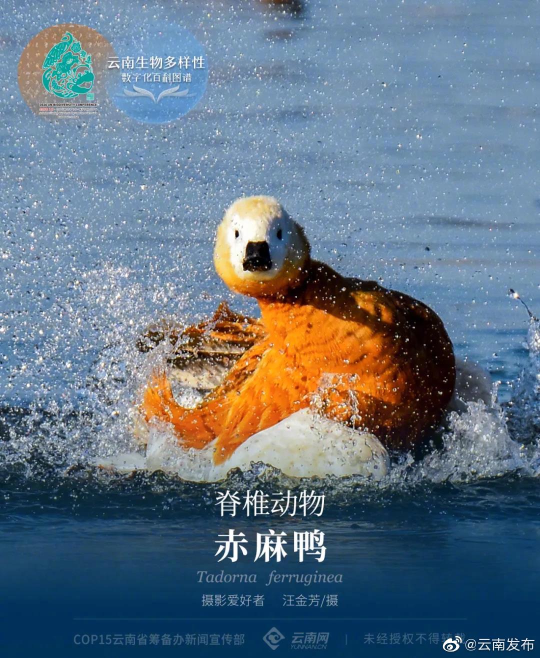 云南生物多样性数字化百科图谱 | 脊椎动物·赤麻鸭：比翼白头的我们，才是古人最早认证的鸳鸯呀！