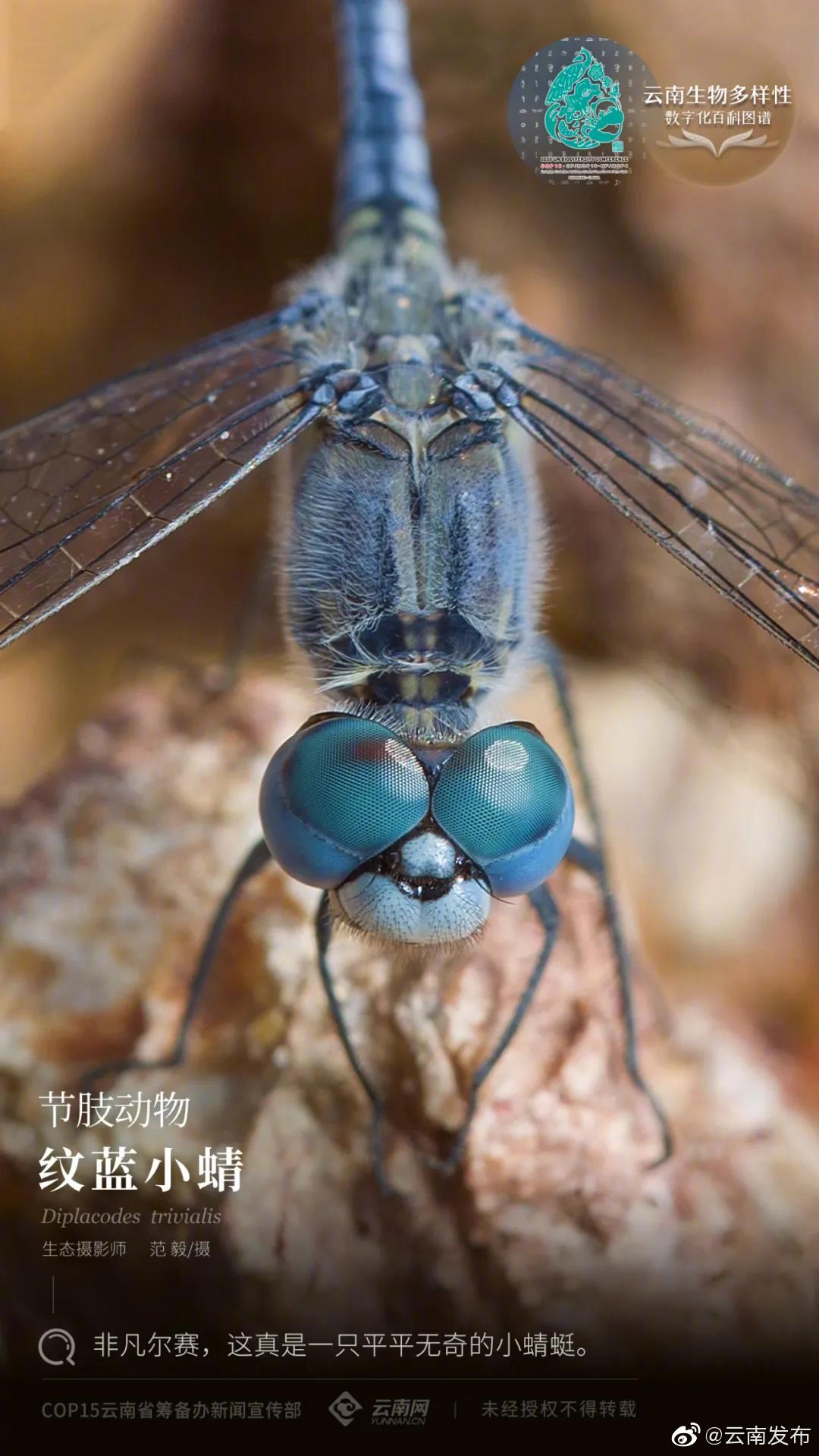 云南生物多样性数字化百科|图谱节肢动物·纹蓝小蜻：非凡尔赛，这真是一只平平无奇的小蜻蜓