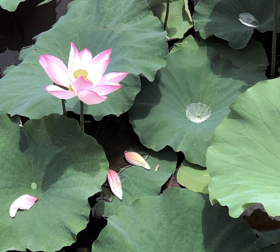 思茅区人民医院